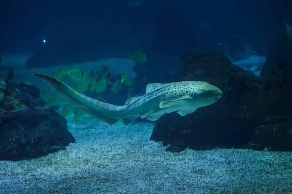 シマウマのサメ (Stegostoma fasciatum). — ストック写真