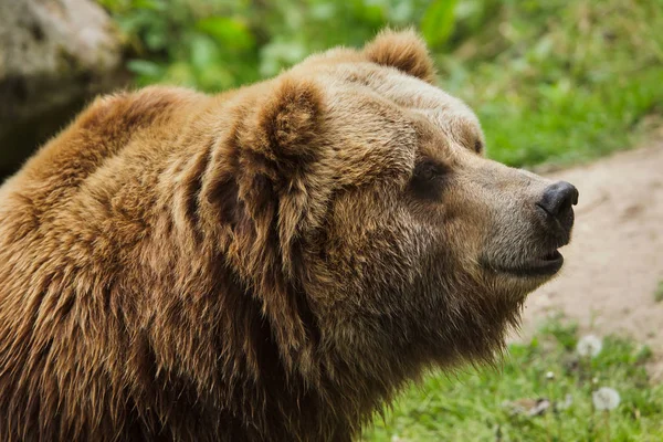 Szárazföldi grizzly (Ursus arctos szörnyű jó). — Stock Fotó