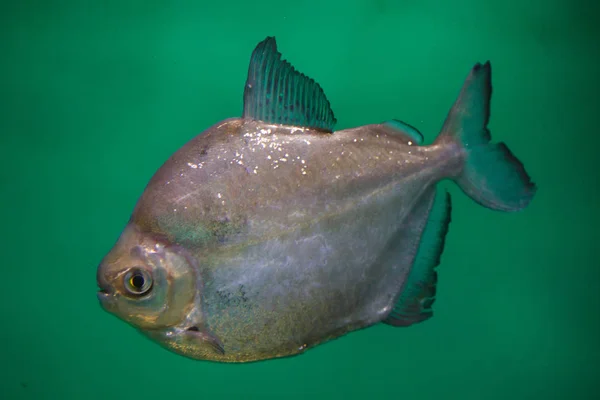 Stříbrný dolar (Metynnis Argenteus) — Stock fotografie