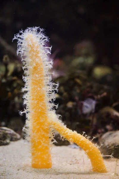 Finger shaped sea pen (Veretillum cynomorium).