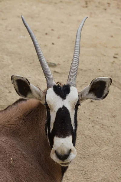 Gemsbok (Oryx gazella gazella) — стокове фото