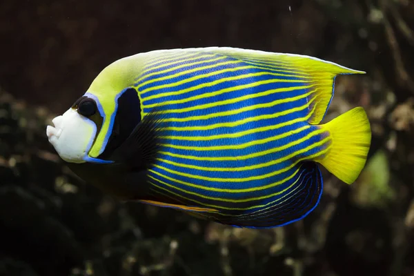 Kaisar angelfish (Pomacanthus imperator ). — Stok Foto