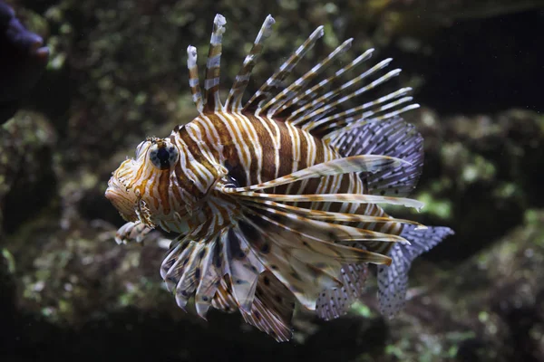 Красная львица (Pterois volitans) ). — стоковое фото