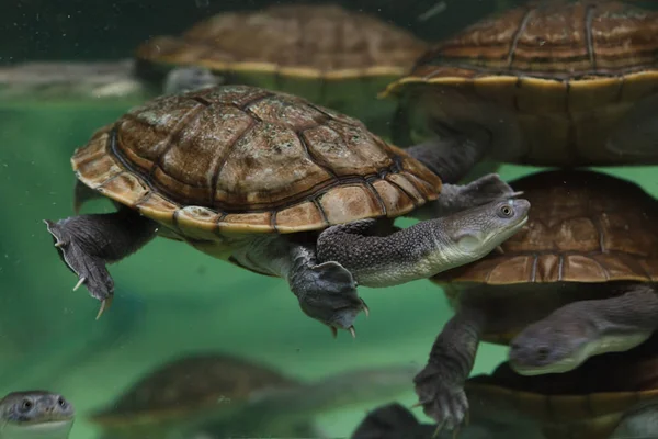 Roti wyspa Hydromeduza (Chelodina mccordi) — Zdjęcie stockowe