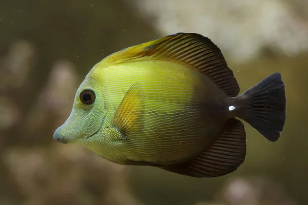 Kahverengi tang (Zebrasoma süpürge) — Stok fotoğraf