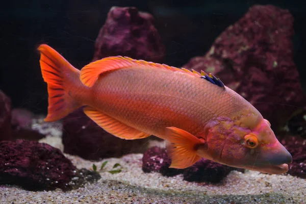 Barred hogfish (Bodianus scrofa). — Stock Photo, Image