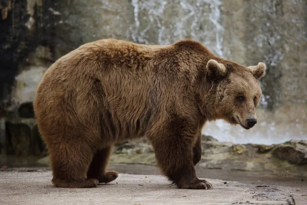 Бурый медведь (Ursus arctos)). — стоковое фото