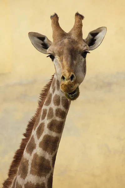 Angolan giraffe (Giraffa camelopardalis angolensis) — Stock Photo, Image