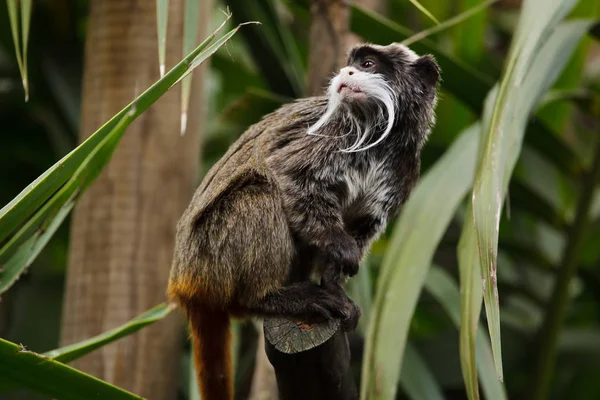 Bearded emperor tamarin (Saguinus imperator subgrisecens). — Stock Photo, Image