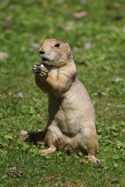 Perro de la pradera de cola negra (Cynomys ludovicianus) — Foto de Stock