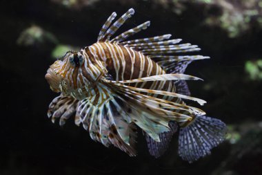 Kırmızı lionfish (Pterois volitans). 
