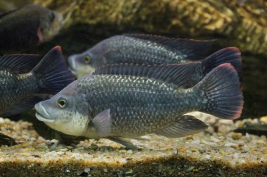 Angola tilapia (Oreochromis angolensis).