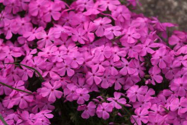 sürünen phlox (phlox subulata)