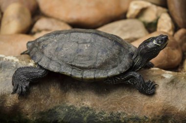 Florida kırmızı karınlı cooter (Pseudemys nelsoni)