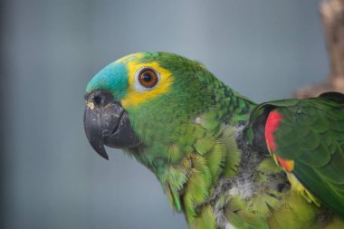 Turquoise-fronted amazon (Amazona aestiva) clipart