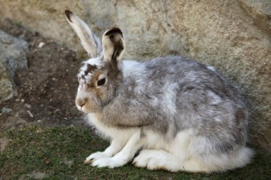Mountain hare (Lepus timidus) clipart