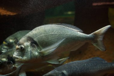 Ortak iki bantlı çupra (Diplodus vulgaris)