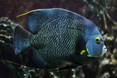 Fransız melek balığı (Pomacanthus paru). 