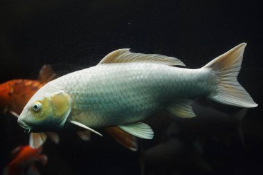 Koi sazan (Cyprinus rubrofuscus)