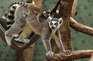 Ring-tailed lemur (Lemur catta)  clipart