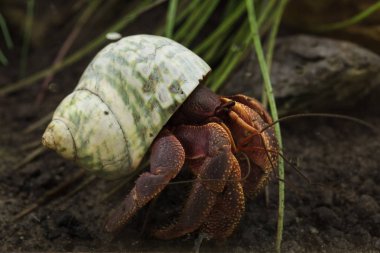 Karayip Keşiş Yengeci (Coenobita clypeatus)