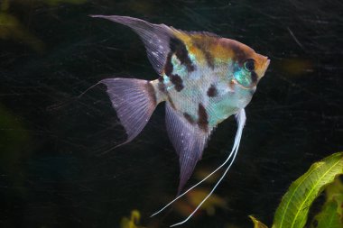 Melek balığı Çiklit (Pterophyllum scalare)