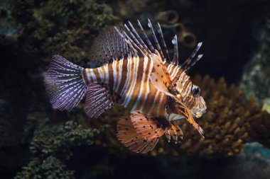 Kırmızı lionfish (Pterois volitans). 