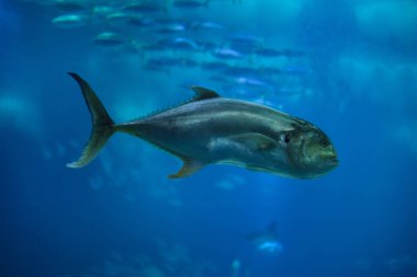 Crevalle jack (Caranx suaygırları)