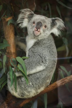 Queensland koala (Phascolarctos cinereus adustus).  clipart