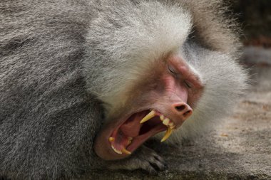 Hamadryas Babunu (papio hamadryas). 