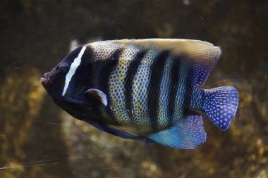 Sixbar melek balığı (Pomacanthus sexstriatus)