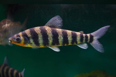 Bantlı leporinus (Leporinus fasciatus)