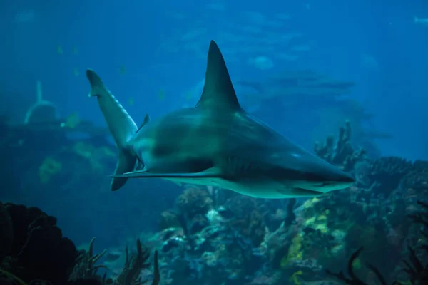Kum köpekbalığı (Carcharhinus plumbeus) — Stok fotoğraf