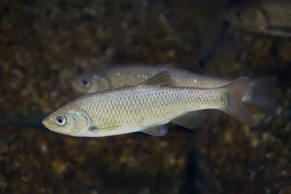 Chub ibérico meridional (Squalius pyrenaicus ). — Foto de Stock