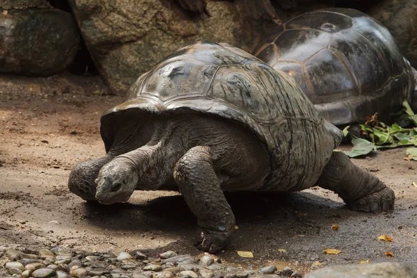 Aldabra dev kaplumbağası (Aldabrachelys dev kaplumbağa çayı). — Stok fotoğraf