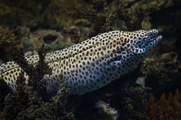 Laced moray (Gymnothorax favagineus) — Stock Photo, Image