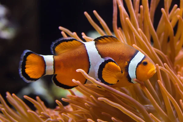 Ocellaris clownfish (Amphiprion ocellaris) — Stock Photo, Image