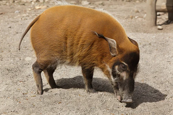 Porco do rio Vermelho (Potamochoerus porcus) — Fotografia de Stock