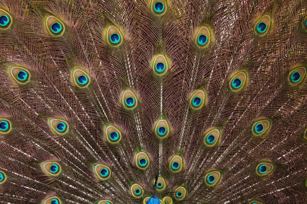 Gefieder der indischen Pfaue (pavo cristatus)) — Stockfoto