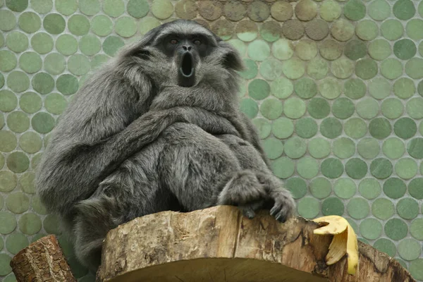 Stříbrný Gibbon (Hylobates Moloch). — Stock fotografie