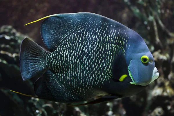 French angelfish (Pomacanthus paru). — Stock Photo, Image