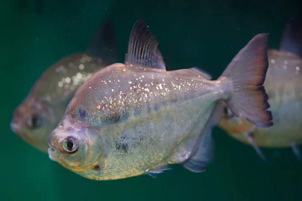 Zilveren dollar (Metynnis argenteus) — Stockfoto