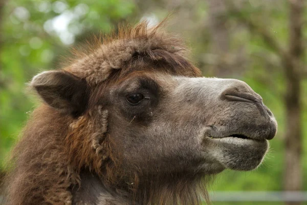 Camelo bactriano (Camelus bactrianus ). — Fotografia de Stock