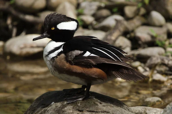 Zakapturzony Merganser (lofodyty cucullatus). — Zdjęcie stockowe