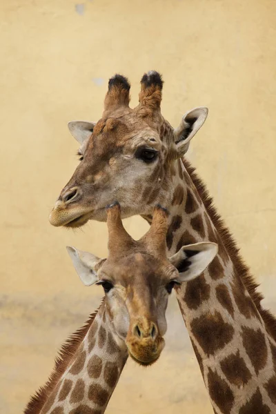 Ангольської жирафа (Жираф Giraffa angolensis) — стокове фото