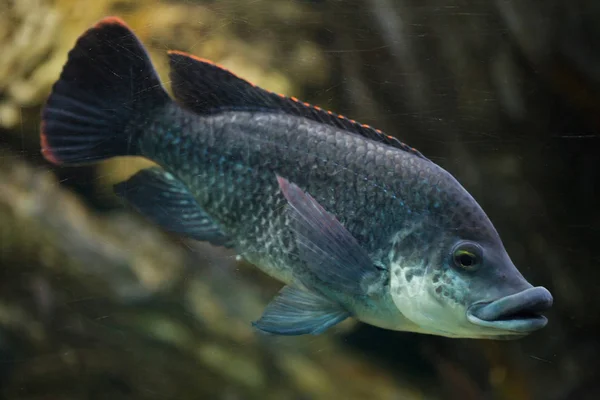 Ангольської тілапії (Oreochromis angolensis). — стокове фото