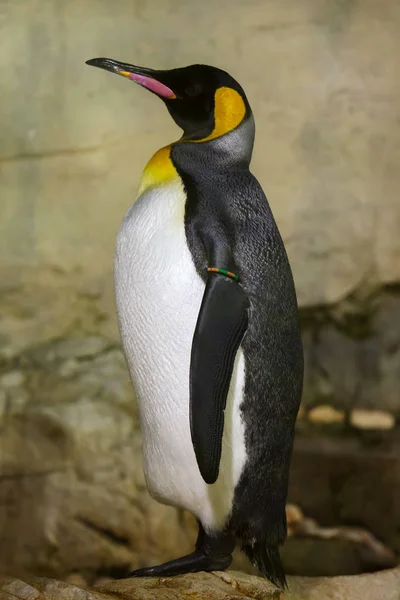 Pingouin royal (Aptenodytes patagonicus) ). — Photo