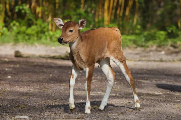 Javan banteng (Bos javanicus), também conhecido como o tembadau — Fotografia de Stock