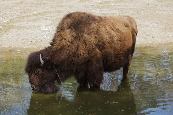 Дерев'яний бізон (Bison athabaskae ). — стокове фото