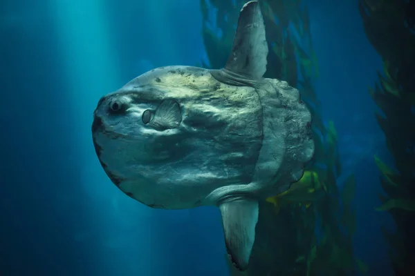 Солнечная рыба (Mola mola ) — стоковое фото